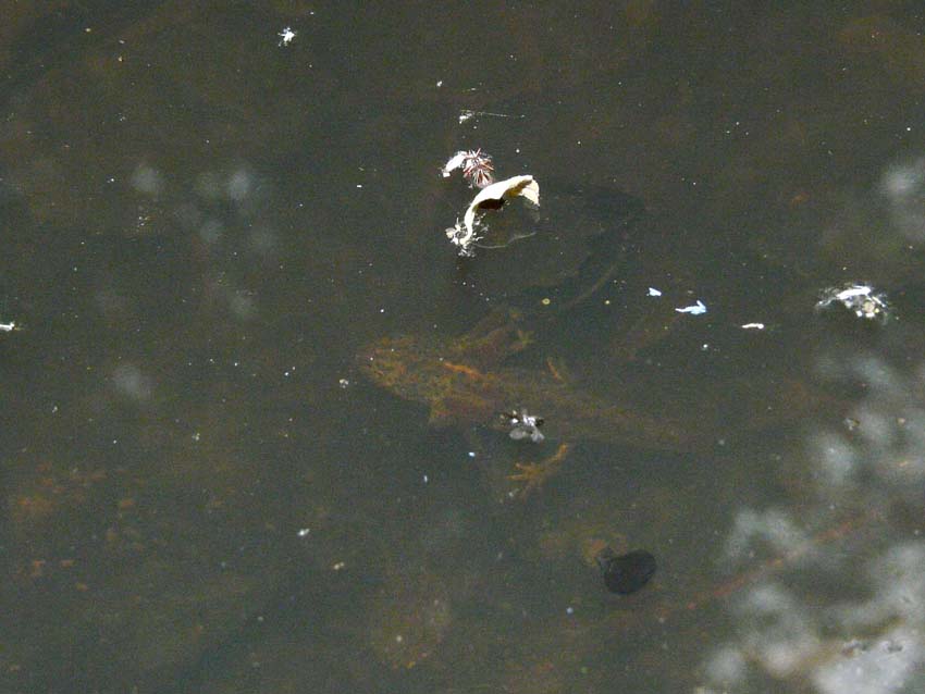 Triturus alpestris apuanus sulla Collina Torinese